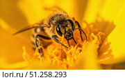 Honey bee pollinating yellow flower close up macro. Стоковое фото, фотограф David Kashakhi / Фотобанк Лори