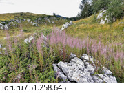 Плато Лаго-Наки, Адыгея. Стоковое фото, фотограф Оглоблин Андрей Николаевич / Фотобанк Лори