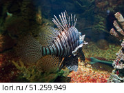 Подводное изображение кораллового рифа и тропических рыб Underwater image of coral reef and tropical fishes. Стоковое фото, фотограф Татьяна Д / Фотобанк Лори