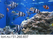Подводное изображение кораллового рифа и тропических рыб Underwater image of coral reef and tropical fishes. Стоковое фото, фотограф Татьяна Д / Фотобанк Лори