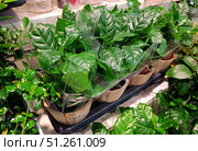 Moscow, Russia – August 29, 2025: Arabica coffee potted plant at local supermarket. Shopping for houseplants. Редакционное фото, фотограф Оксана Чаюн / Фотобанк Лори