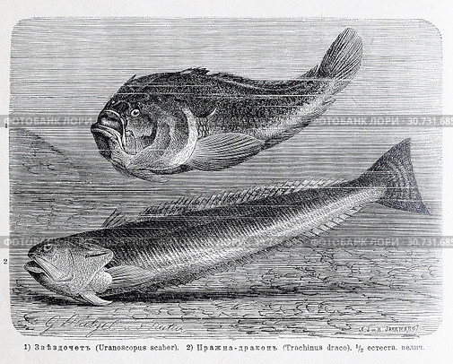 1) Звездочет (Uranoscorus scaber). 2) Пражна-дракон (Trachinus draco)  - рисунок  из книги А. Брэма "Жизнь животных" 1896 г. Стоковая иллюстрация, иллюстратор Вера Смолянинова / Фотобанк Лори