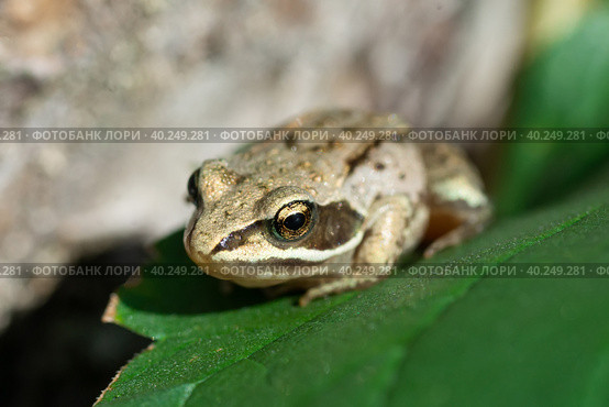 A adult Common European Toad, Bufo bufo sitting on the ground in the garden. Стоковое фото, фотограф Корнеев Вячеслав / Фотобанк Лори