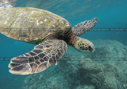 A beautiful closeup shot of a large turtle swimming underwater in the ocean. Beautiful closeup shot of a large turtle swimming underwater in the ocean. Стоковое фото, агентство Ingram Publishing / Фотобанк Лори