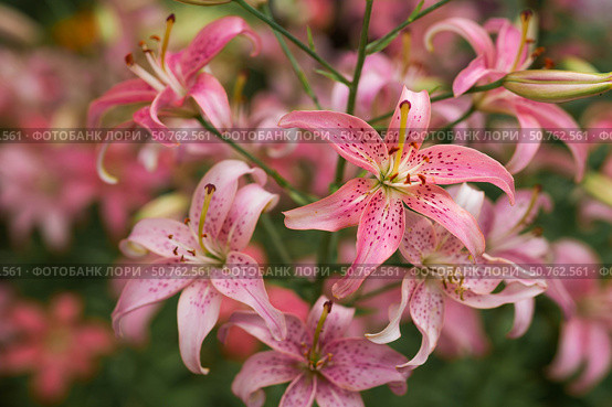 A beautiful pink, garden, Asian lily, Morfo, on a sunny day. Стоковое фото, фотограф Photojuli / Фотобанк Лори