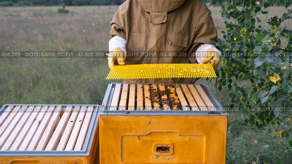 A beekeeper, a woman in a protective suit against bee stings, installs a separation grate in the hive. Beekeeping, care of the hive. Стоковое фото, фотограф Ольга Симонова / Фотобанк Лори