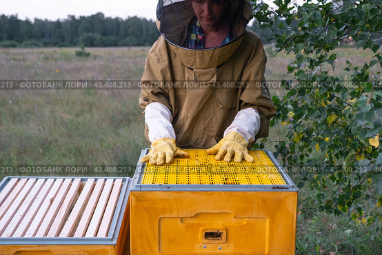 A beekeeper, a woman in a protective suit against bee stings, installs a separation grate in the hive. Beekeeping, care of the hive. Стоковое фото, фотограф Ольга Симонова / Фотобанк Лори