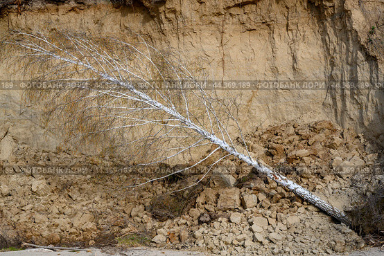 A birch tree uprooted and fallen from a cliff. Стоковое фото, фотограф Сергей Фролов / Фотобанк Лори