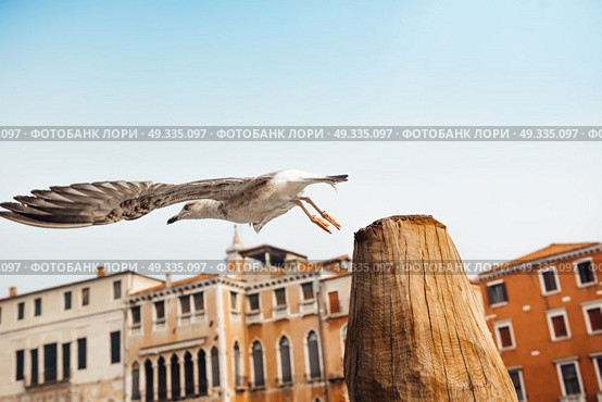 a bird gull sits on a log against the backdrop of Venetian houses. Стоковое фото, агентство Ingram Publishing / Фотобанк Лори