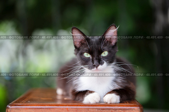 A black and white cat, a hunter and robber, looks at the camera with cunning green eyes. Стоковое фото, фотограф Лазаренко Светлана / Фотобанк Лори