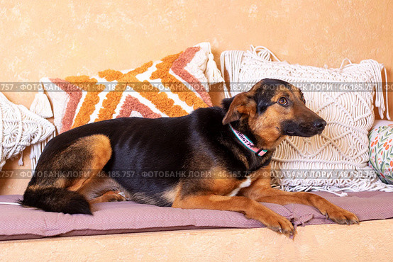 A brown and black Herding dog standing in a living room. Стоковое фото, фотограф Аксенова Вера / Фотобанк Лори