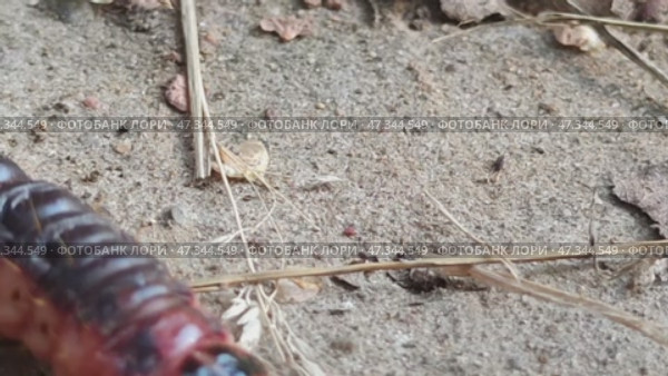 A brown caterpillar is crawling. Стоковое видео, видеограф Andrew_Swarga / Фотобанк Лори