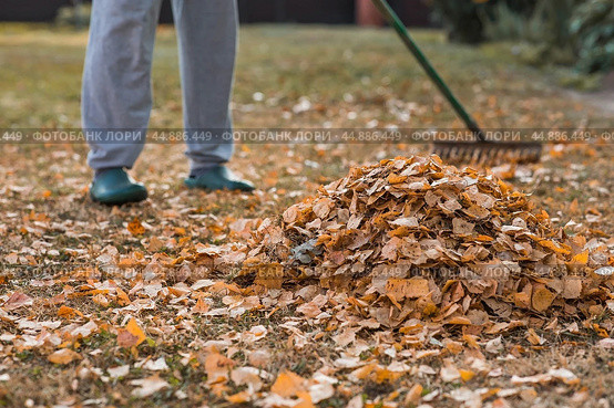 A bunch of autumn leaves and a woman is doing a general cleaning in the garden. In autumn, people clean the lawn of dry leaves. Gardening. Garden cleaning. Стоковое фото, фотограф Photojuli / Фотобанк Лори