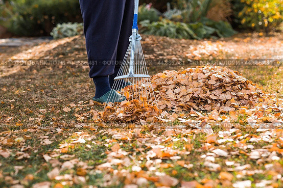 A bunch of autumn leaves and a woman is doing a general cleaning in the garden. In autumn, people clean the lawn of dry leaves. Gardening. Garden cleaning. Стоковое фото, фотограф Photojuli / Фотобанк Лори