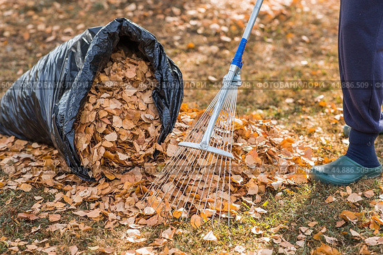 A bunch of autumn leaves and a woman is doing a general cleaning in the garden. In autumn, people clean the lawn of dry leaves. Gardening. Garden cleaning. Стоковое фото, фотограф Photojuli / Фотобанк Лори