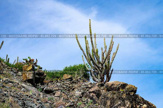 A bunch of cacti with a sun shining on them. Стоковое фото, фотограф Дмитрий Брусков / Фотобанк Лори