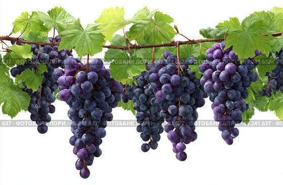 A bunch of dark purple grapes hanging from the vine, with green leaves on top and a white background. Стоковое AI-изображение, AI-художник Ярославский Максим / Фотобанк Лори