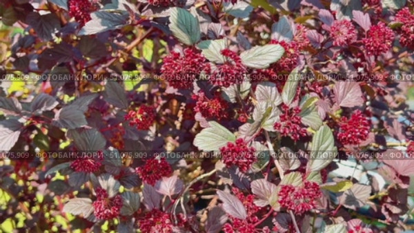 A bush with red flowers is in front of a green background. Стоковое видео, видеограф Ярославский Максим / Фотобанк Лори