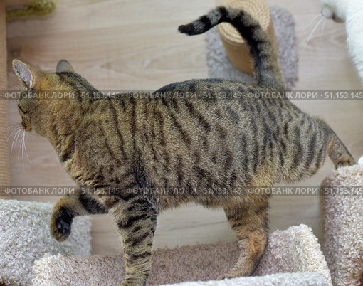 A cat with a classic tiger color (brown tabby) walks on a scratching post indoors. His body is stretched out in motion, his tail is raised up, and his paws confidently step on the soft surface of the play area for cats. In the background, interior elements are visible - scratching posts and furniture for animals. The photo emphasizes the grace and mobility of the cat, its curious nature and active behavior. Suitable for illustrations about pets, their games and care. Стоковое фото, фотограф Анна Кривицкая / Фотобанк Лори