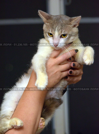 A cat with smooth fur of light gray and cream color. The animal is held in hands: human hands with well-groomed nails and manicure are visible. The cat has large yellow eyes, expressive ears and long white whiskers. Its fur has a smooth transition of shades - gray-beige on top to white and cream on the chest and paws. The tail is fluffy, darker compared to the body. The background is neutral dark, which emphasizes the attention on the animal. The photographs convey the character of the pet - a combination of alertness and calm, as well as the beauty of a domestic cat. Стоковое фото, фотограф Анна Кривицкая / Фотобанк Лори