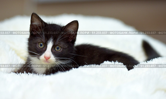 A charming black and white kitten with a pink nose and white chest lies on a white fluffy blanket and looks up with interest and slight dreaminess. Soft lighting emphasizes the texture of the fur and the expression on the face. A perfect shot for themes related to pets, coziness, warmth and care. Стоковое фото, фотограф Анна Кривицкая / Фотобанк Лори