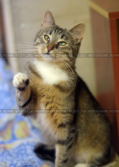 A close-up of a cute tabby cat with a white chest and green eyes, sitting indoors. The cat has his head slightly tilted and one front paw raised, as if greeting or trying to get attention. Soft, diffused light highlights the texture of his fur and the expressiveness of his gaze. In the background, a warm, blurred interior creates a cozy atmosphere. The photo conveys the friendly nature and charming behavior of the pet. Стоковое фото, фотограф Анна Кривицкая / Фотобанк Лори