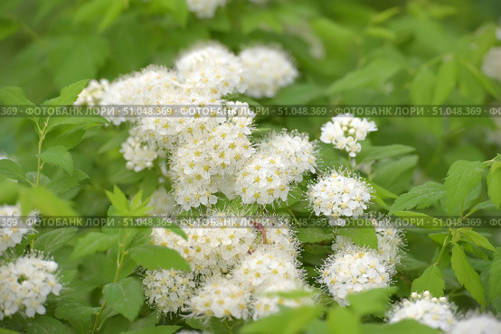 A close-up of a flowering shrub with delicate white inflorescences against a background of bright green foliage. Small flowers are collected in dense rounded inflorescences, each of which consists of many white petals with long thin stamens and yellow anthers. The background is softly blurred, which emphasizes the freshness and lightness of the composition. The image conveys the atmosphere of spring or early summer, filling the frame with a feeling of purity, freshness and natural harmony. Стоковое фото, фотограф Анна Кривицкая / Фотобанк Лори