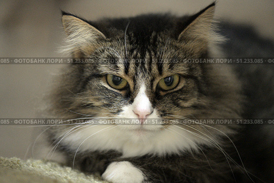 A close-up of a fluffy tabby cat with a white chest and expressive green eyes. The animal is lying calmly on the floor, its front paws are neatly folded. The background is blurred, which emphasizes the attention to the muzzle. The lighting is soft, creating a cozy and homely atmosphere. Ideal for themes about pets, coziness, caring for animals and love for cats. Стоковое фото, фотограф Анна Кривицкая / Фотобанк Лори