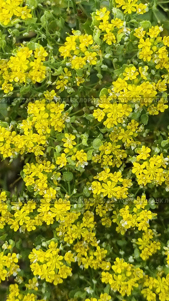 A close-up of the inflorescences of wild yellow flowers. Small, bright petals form dense groups covering the green stems and leaves of the plant. The flowers create the feeling of a carpet of sun spots filled with summer energy and freshness. The photo conveys the natural harmony and beauty of wild grasses, focusing on the details of the texture of the petals and the saturation of shades. This frame is perfect for illustrations related to nature, flora, ecology, summer landscapes and botany. Стоковое фото, фотограф Анна Кривицкая / Фотобанк Лори