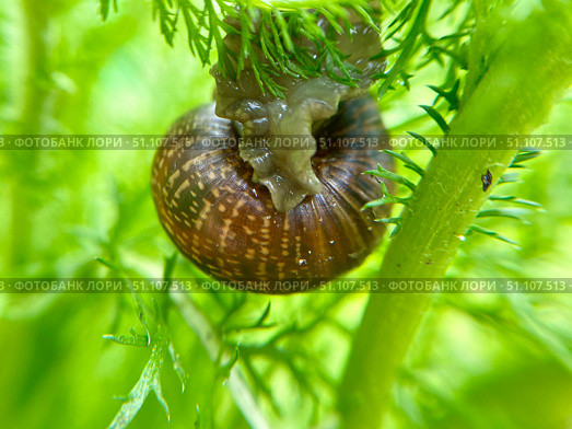 A closeup photo shows the intricate details of a snail on vibrant green plant leaves. Стоковое фото, фотограф Елена Захаревич / Фотобанк Лори