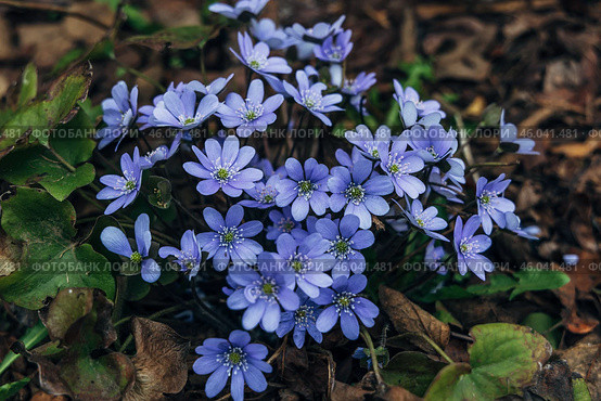 A clump of beautiful blue liverwort (Hepatica nobilis), one of spring's most magnificent flowers. Стоковое фото, фотограф Ольга Сейфутдинова / Фотобанк Лори
