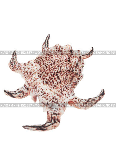 a conch isolated on white. Стоковое фото, агентство Ingram Publishing / Фотобанк Лори