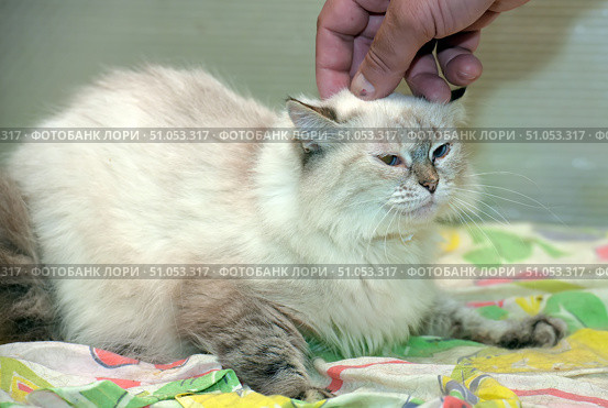 A cream-colored longhair cat with blue eyes and dark markings on her face, ears and paws lies on a bright multi-colored blanket. Her thick fur looks soft and fluffy, creating a feeling of warmth and coziness. A human hand gently strokes the cat's head, giving the frame an atmosphere of care and trust. The cat slightly squints her eyes, enjoying the moment and showing calmness and acceptance. The background is neutral, allowing the focus to be on the pet and the emotional scene. Стоковое фото, фотограф Анна Кривицкая / Фотобанк Лори
