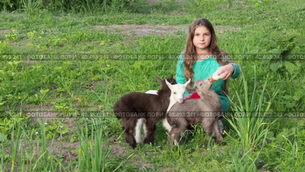 A cute girl feeds colorful baby goats with milk from a bottle. Стоковое видео, видеограф Александр Кротков / Фотобанк Лори