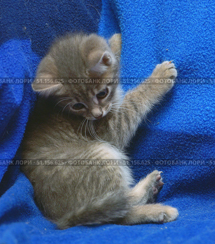 A cute little gray kitten is playing on a blue blanket. The animal is lying on its side, stretching out its paw with claws extended, as if trying to cling to the fabric. The kitten's eyes are wide open and directed downwards, expressing curiosity and a playful mood. Soft fur with a light tiger pattern emphasizes the fragility and tenderness of the baby. The bright blue background makes the photo expressive and focuses attention on the animal. This photo is perfect for the theme of pets, coziness, care and childish sincerity. Стоковое фото, фотограф Анна Кривицкая / Фотобанк Лори