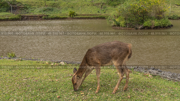 A deer Rusa Cervus timorensis is quietly grazing in a meadow by the lake. The head is lowered to the grass. Side view. Green vegetation. Mauritius. La Vallée Des Couleurs Nature Park. Стоковое фото, фотограф Вера Ивановна Кубарева / Фотобанк Лори