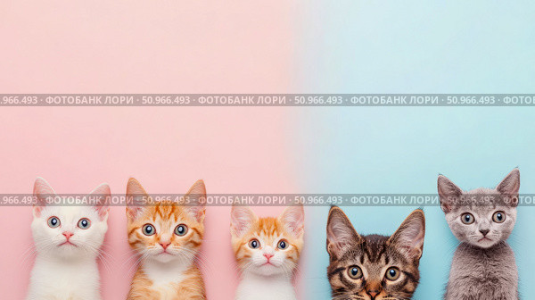A delightful lineup of five adorable baby felines peeking up from a gentle pastel pink and blue split backdrop, expressing innocence and charm for pet lovers, a perfect animal greeting card or social. Стоковое AI-изображение, AI-художник Данила Большаков / Фотобанк Лори