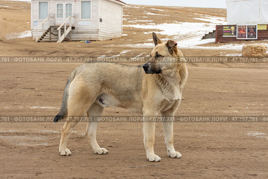 A dog is standing on a dirt field. Стоковое фото, фотограф Олег Спиридонов / Фотобанк Лори