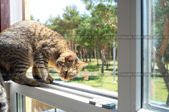 A domestic cat looks at the street from the window of the house. Walk and fresh air for the pet, protection from ticks, fleas. Стоковое фото, фотограф Ольга Симонова / Фотобанк Лори