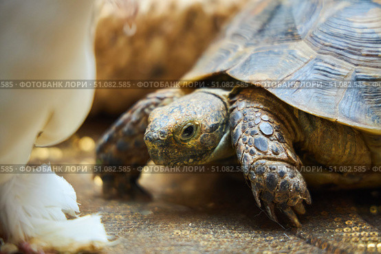 A domestic land turtle. Exotic animals at home. A petting zoo at a children's party. Стоковое фото, фотограф Наталия Кирсанова / Фотобанк Лори