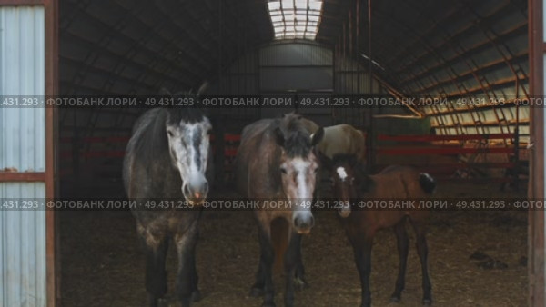 A family of three horses stand at the exit of the barn, where the stable is located. Стоковое видео, видеограф Strunov David / Фотобанк Лори