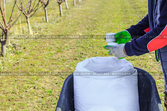 A farmer collects mineral granulated nitrogen fertilizers from a bag to feed trees in an orchard in spring. Fertilizing and caring for the garden. Стоковое фото, фотограф Коханова Наталья / Фотобанк Лори