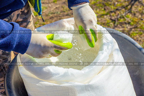 A farmer collects mineral granulated nitrogen fertilizers from a bag to feed trees in an orchard in spring. Fertilizing and caring for the garden. Стоковое фото, фотограф Коханова Наталья / Фотобанк Лори