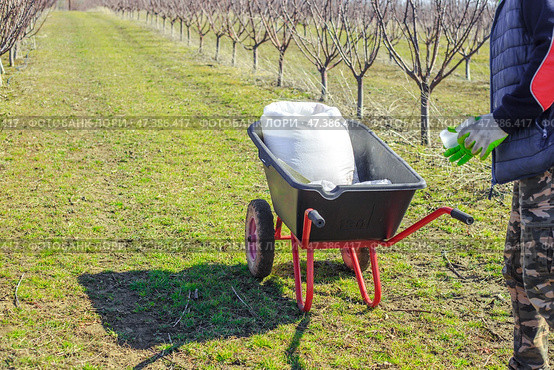 A farmer collects mineral granulated nitrogen fertilizers from a bag to feed trees in an orchard in spring. Fertilizing and caring for the garden. Стоковое фото, фотограф Коханова Наталья / Фотобанк Лори