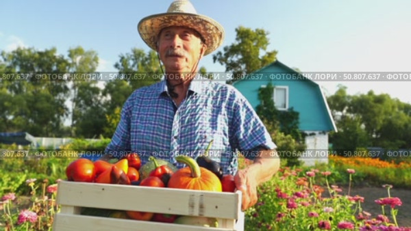 A farmer with a box of vegetables and fruits walks through the plot. Стоковое видео, видеограф Igor Skripachev / Фотобанк Лори