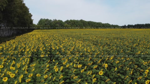 A fascinating video of a flight over golden fields of sunflowers, made using a quadcopter that glides smoothly over the flowers, conveying all the beauty and grandeur of nature. Стоковое видео, видеограф Скрипачев Антон / Фотобанк Лори