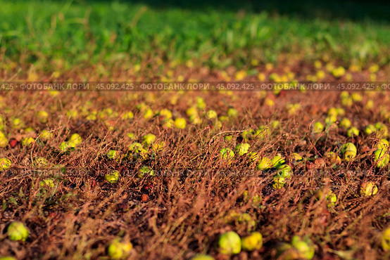 A few small green apples are lying on the ground among branches and yellow grass. Стоковое фото, фотограф Маргарита Розова / Фотобанк Лори