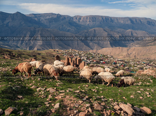 A flock of sheep graze high in the mountains in the background of the village. Dagestan. Стоковое фото, фотограф Саблин Станислав / Фотобанк Лори