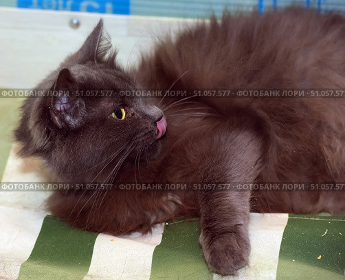 A fluffy black cat with long fur lies on a green and white striped mat. The animal has turned its head to the side, sticking out its tongue and licking its nose, which gives the photo a lively and playful feel. Its thick, shiny fur shimmers beautifully in the light, and its bright yellow eyes contrast with its dark coloring. The background is slightly blurred, allowing the focus to be fully on the expressive image of the cat. Стоковое фото, фотограф Анна Кривицкая / Фотобанк Лори