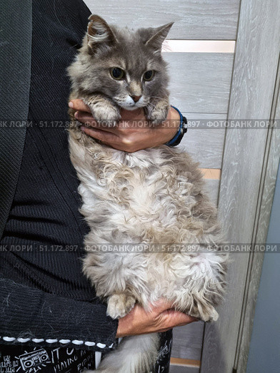 A fluffy gray cat with long and slightly curly fur, held in arms. The animal looks calm, with large expressive eyes and soft facial features. The cat's fur is thick, lush and has shades of gray and light cream, which makes it especially attractive. The scene conveys an atmosphere of care and affection between a person and a pet. This photo is suitable for illustrating themes about pets, pet care, human-cat friendship, as well as for use in advertising and informational materials about care and veterinary medicine. Стоковое фото, фотограф Анна Кривицкая / Фотобанк Лори